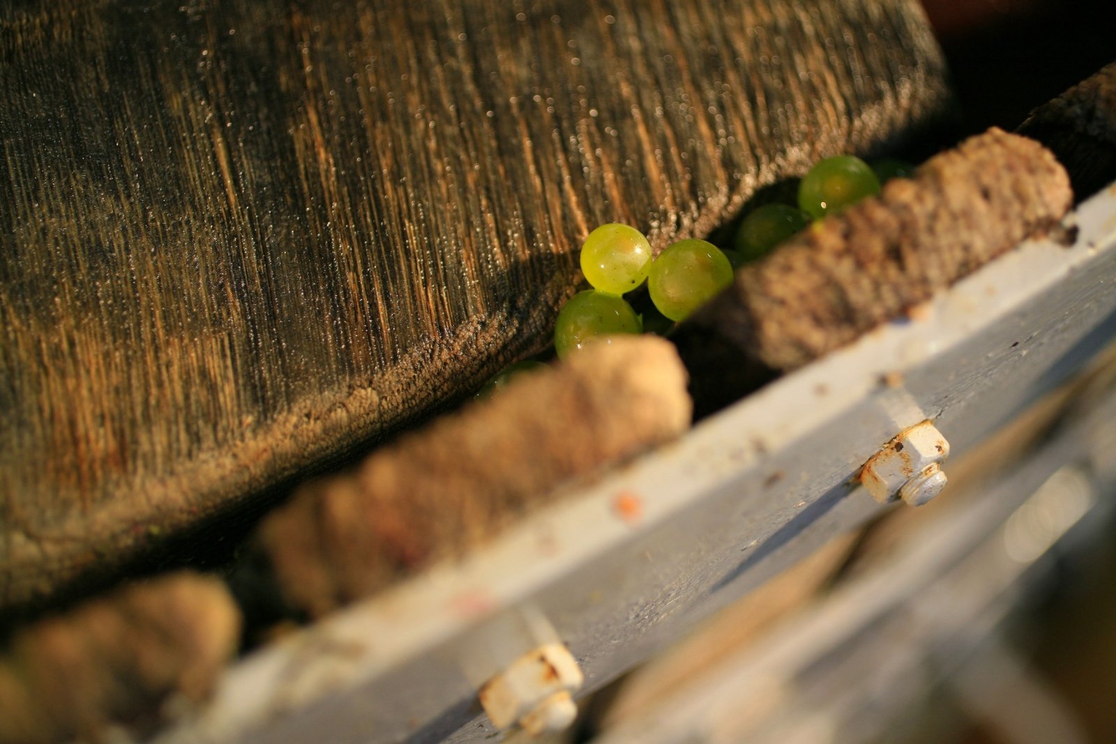 Zoom sur des grains de raisins qui ressortent de notre pressoir artisanal lors de la vendange