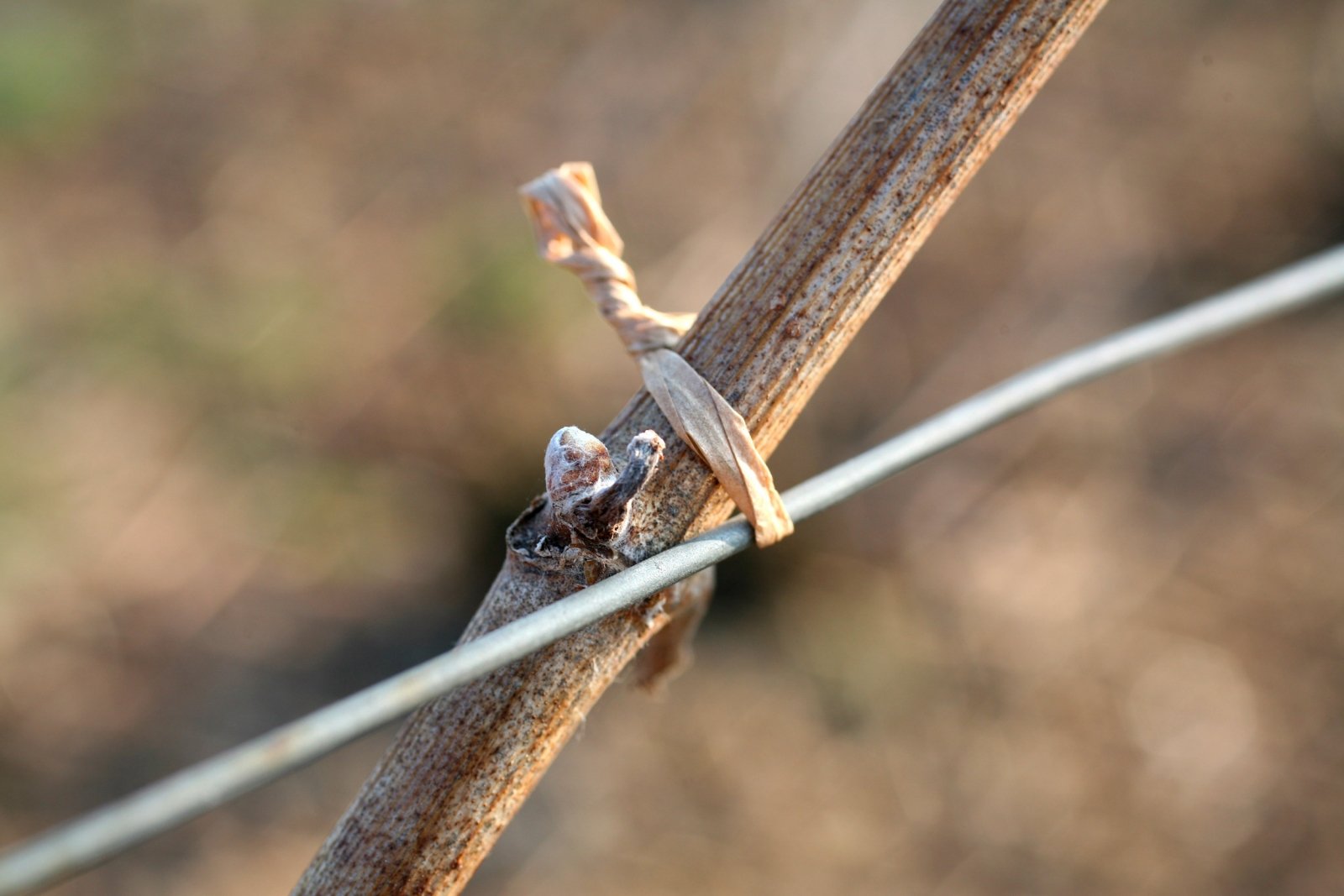 Détail d'un sarment de vigne lors de la taille avec les premiers bourgeons qui apparaissent